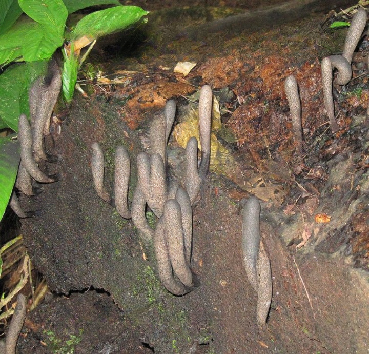 Uncovering the Mystery of the Strange Fungus That Resembles a Hand Emerging from the Earth