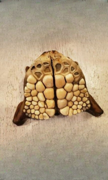 20-Year Mystery Found on a Florida Beach