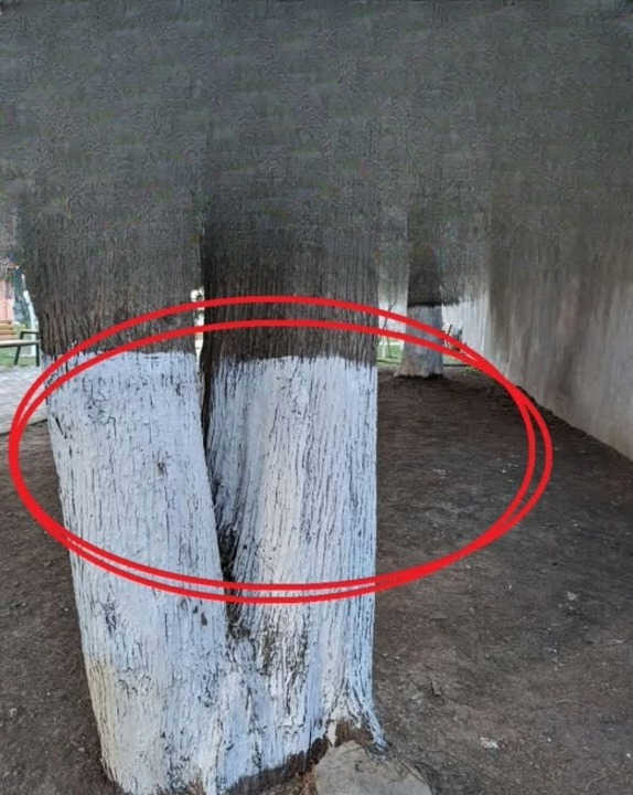 Why Are Some Trees Painted White?