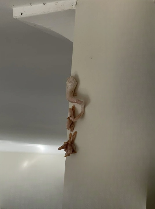 Crunchy Pink Surprise on Wall—What’s Really Going on Inside Your Home?