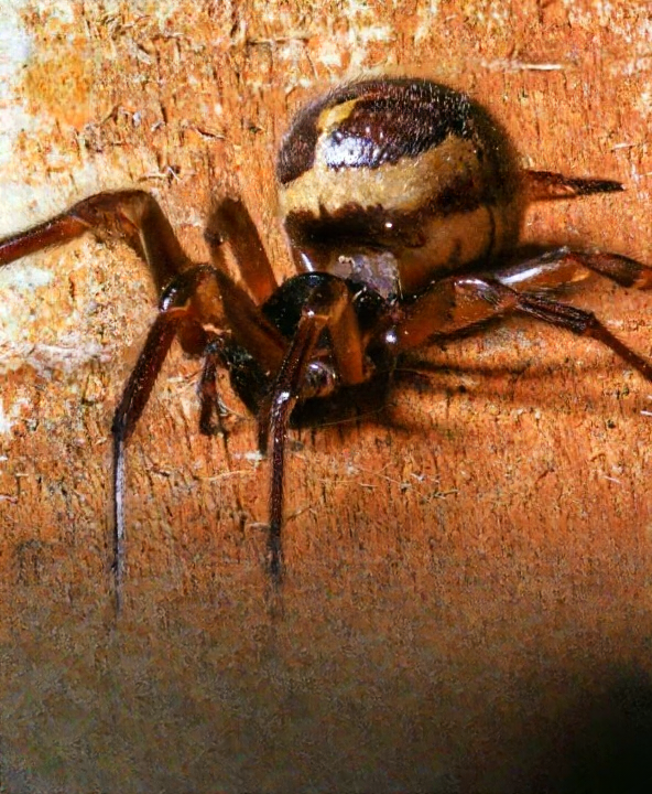 False Widow Spiders in the UK: Seasonal Awareness, Safety Tips, and Expert Advice for Homeowners