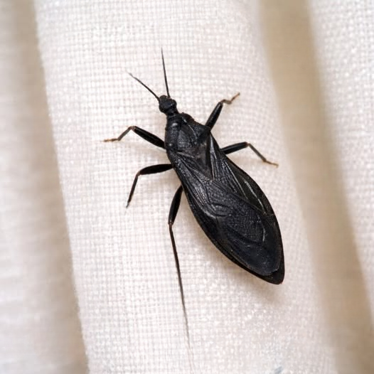 Understanding Assassin Bugs: How to Recognize Them, Prevent Bites, and Know What to Do If One Occurs