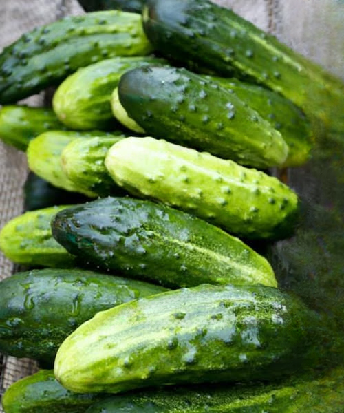 Doctors Reveal That Eating Cucumber in Salads Causes Powerful Health Benefits (Complete Guide to Nutrition, Hydration, and Wellness)