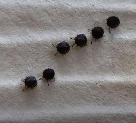 What You Need to Know About the Mysterious “Blueberries” in Your Garden – They Aren’t What They Appear to Be