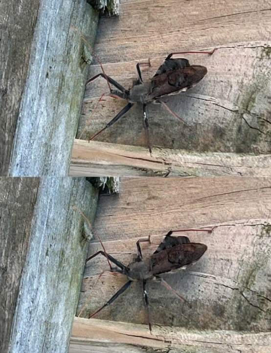 Essential Safety Tips and Expert Guidance for Protecting Yourself and Your Family from Assassin Bug Bites This Summer