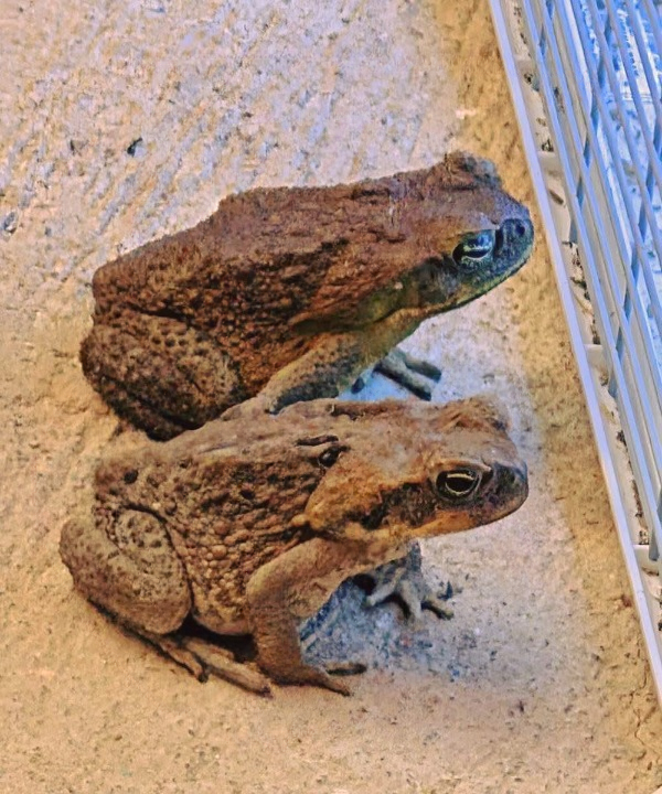 Why Toads Choose Your Yard: A Complete Guide to Their Benefits, Behavior, and Ecological Importance