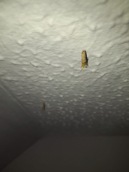 How to Tackle the Problem of Ceiling Creepers in Your Home