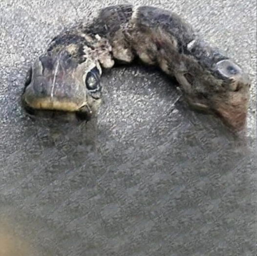 She Thought It Was a Snake — What It Turned Out to Be Explains an Incredible Survival Trick in Nature