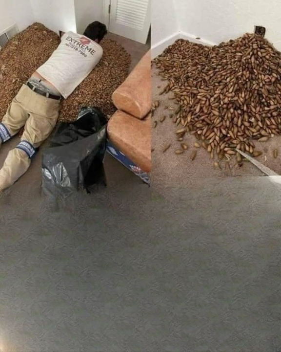 A Mysterious Odor Filled His House… Then He Opened the Wall
