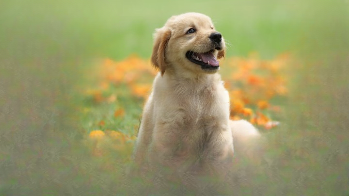 White Dog Poop: What It Can Mean for New Pet Owners and When You Should Be Concerned 4