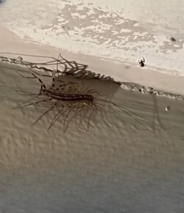 The Surprising Reason You Should Stop Killing House Centipedes