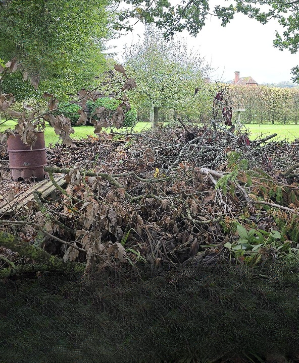 “Can You Find the Sneaky Pup?” The Viral Optical Illusion That Has Everyone Looking Twice
