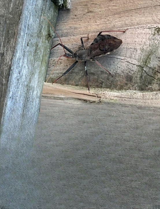 Steps to Take If You Are Bitten by an Assassin Bug