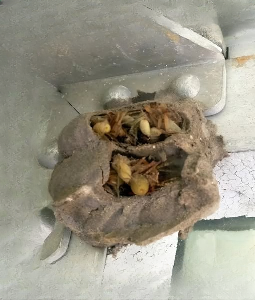 I Went Into the Garage for a Toolbox and Found Something I Never Expected — A Hidden World Growing Quietly in the Corner