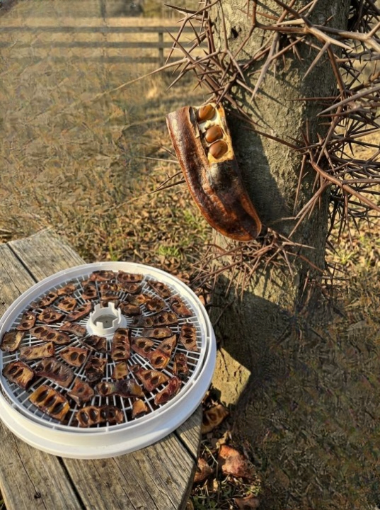 Discover the Surprising Uses of the Honey Locust Tree