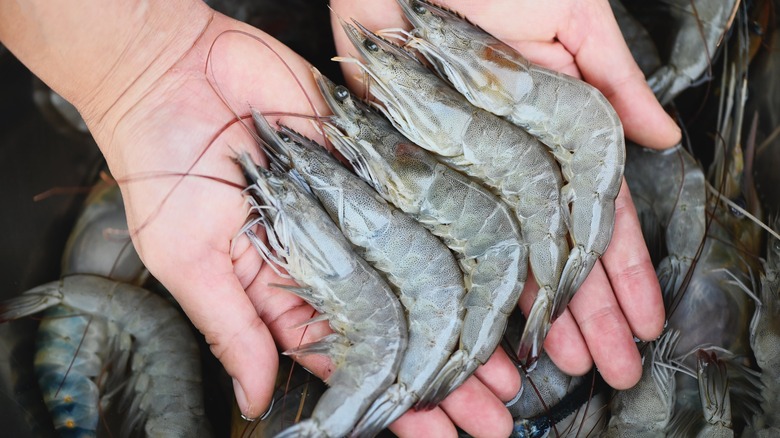 How to Clean and Cook Shrimp (Including Tips on the Dark Vein)