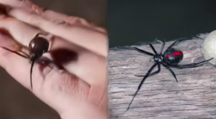 What to Do If You’re Bitten by a Black Widow Spider: A Complete Safety Guide