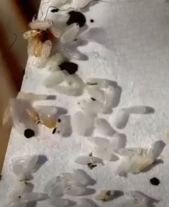 At First, I Thought It Was Rice, But It Turned Out to Be Something Else Entirely: A Wake-up Call on Bedbug Infestations