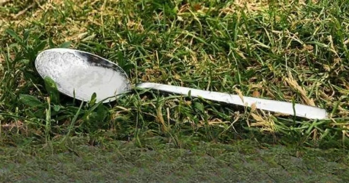 Always Leave a Spoon of Sugar in Your Backyard Before You Leave Home: A Simple Act to Support Pollinators and Help Our Ecosystem