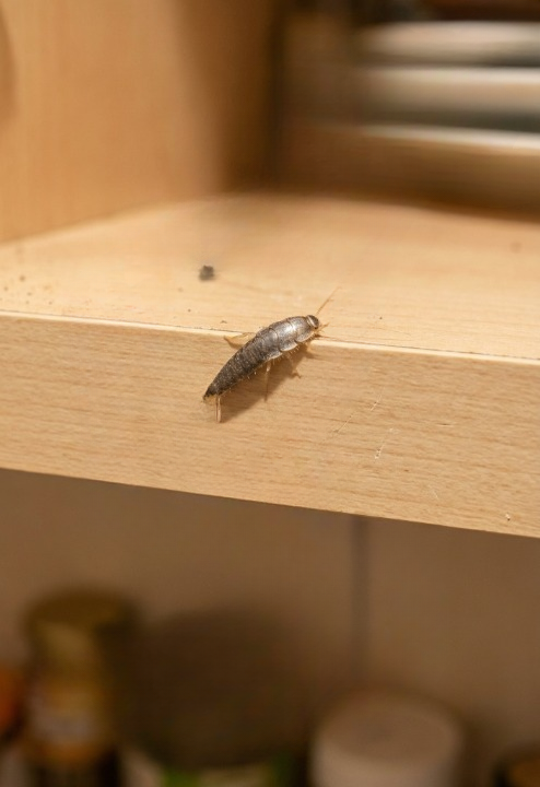 Understanding Silverfish in Your Home: What They Are, Why They Appear, and How to Get Rid of Them