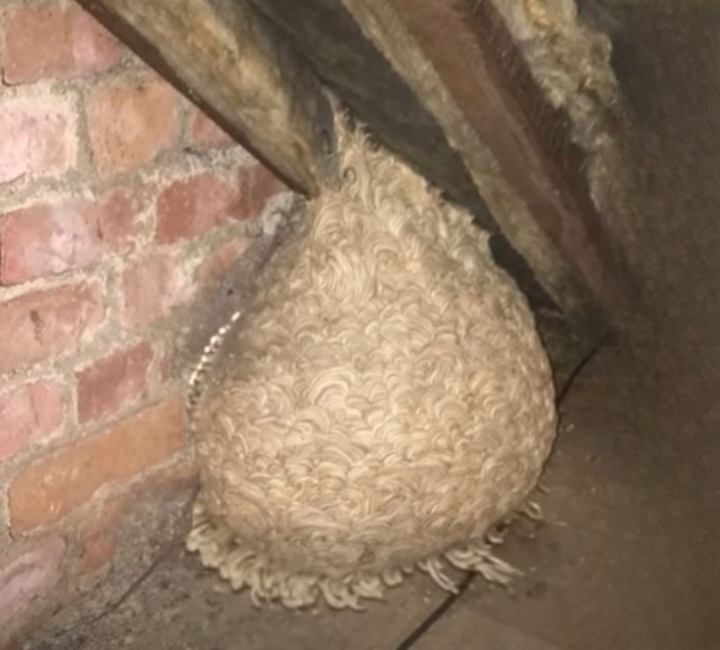 Unexpected Attic Discovery Leads to a Hidden Backyard Shelter That Changed One Family’s View of Their Home Forever
