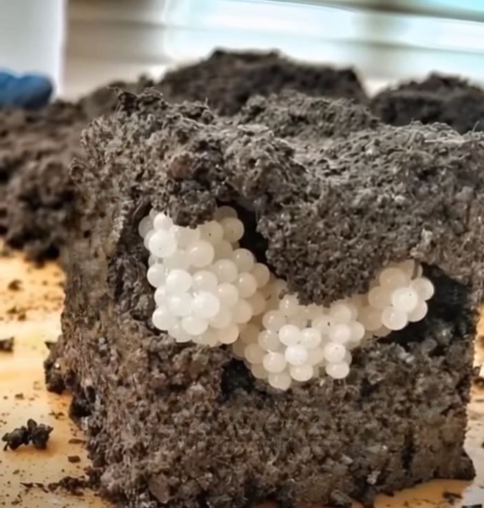 Mysterious White Objects Appeared in the Garden — The Explanation Was Surprising