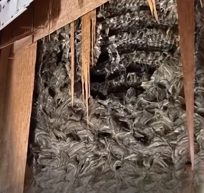 Strange Noises in the Walls: How a Hidden Wasp Nest Turned Into a Dangerous Home Discovery