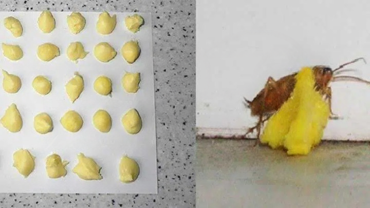 A Safe, Budget-Friendly Approach to Keeping Cockroaches Out of Your Home
