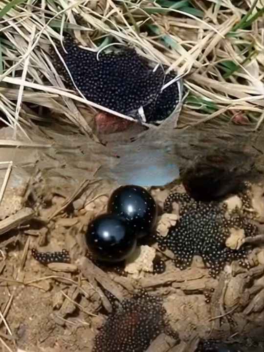 Found Tiny Eggs in Your Yard? Here’s What They Could Mean for Your Health and Home