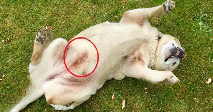 What Does a Blue Line Tattoo on a Dog Really Mean? The Practical Reason Behind This Small Veterinary Mark