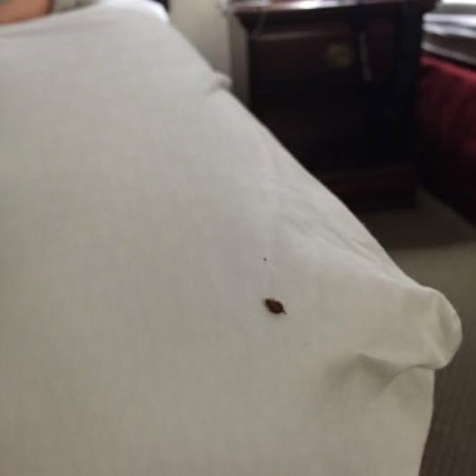 Steps to Take When Discovering a Tick Inside Your Home