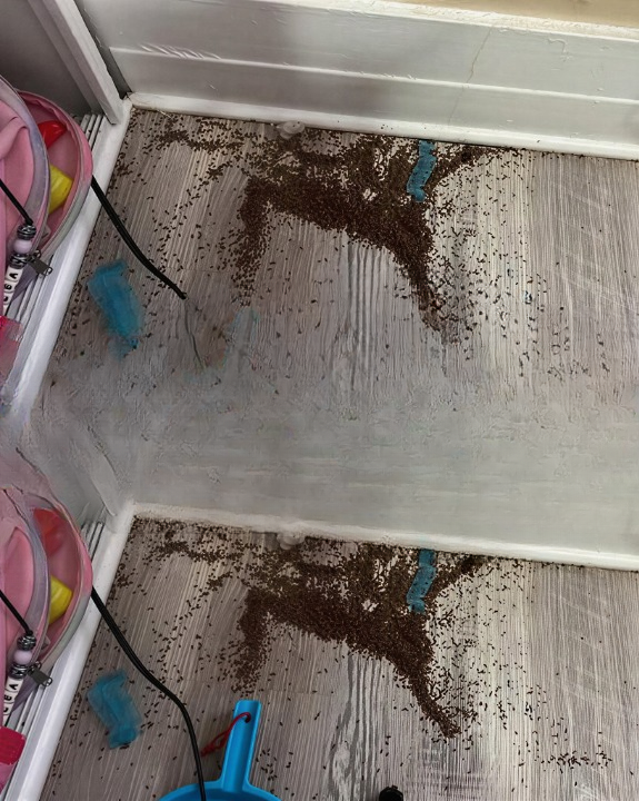 “Anyone Know What This Could Be? I Found Two Piles of These … In My Daughters’ Room”