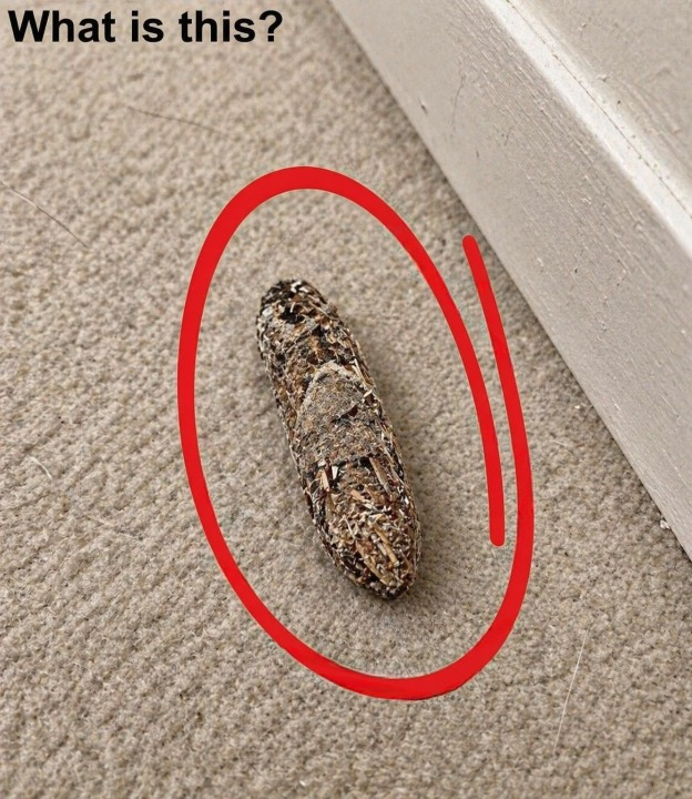 I Thought It Was Dirt on My Carpet — But What I Found Was Something Completely Different