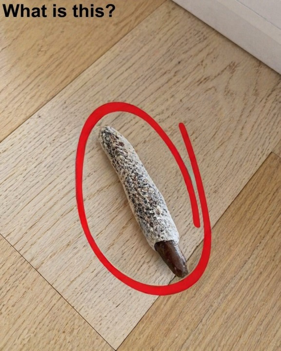 The Strange Object I Found on My Floor Turned Out to Be Something Completely Unexpected