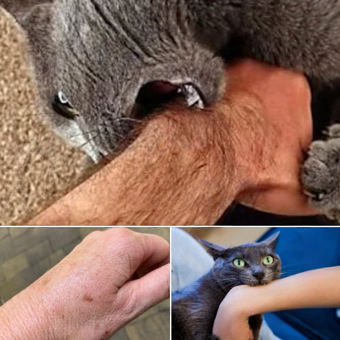 If a Cat Bites You, It’s Not Always Aggression — Experts Explain What It Really Means and When You Should Be Concerned