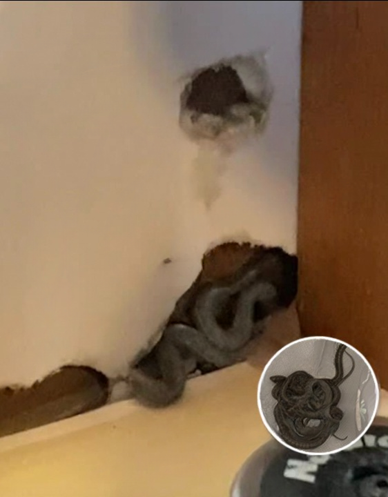 Mom of Two Buys Dream First Home, But Her Dog’s Strange Behavior Leads to a Terrifying Discovery Hidden Inside the Walls