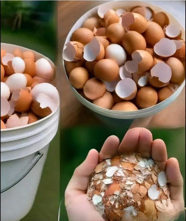 Doctors Reveal What Happens When You Boil Eggshells — A Closer Look at the Science, Benefits, and Safe Uses