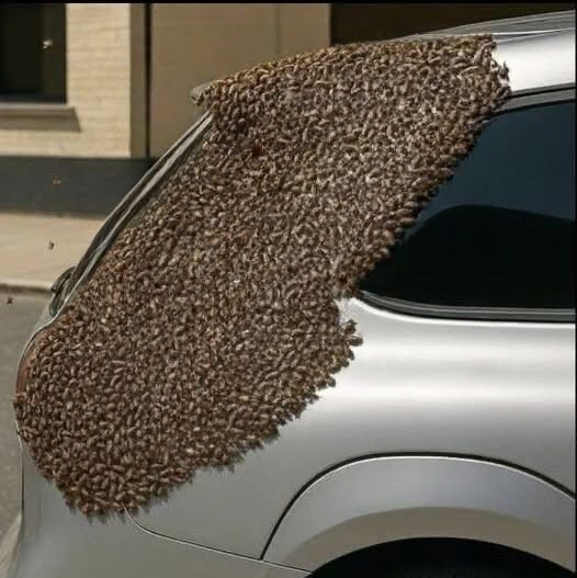 When You See a Bee Swarm: What It Means and How You Should Respond Safely (Public Awareness Guide)