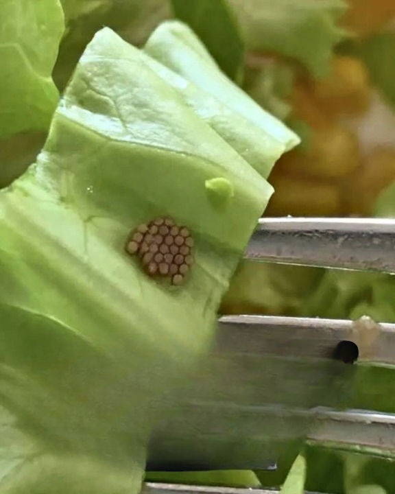 Why That “Quinoa” on Your Salad Might Not Be What You Think — A Surprising Food Safety Reality