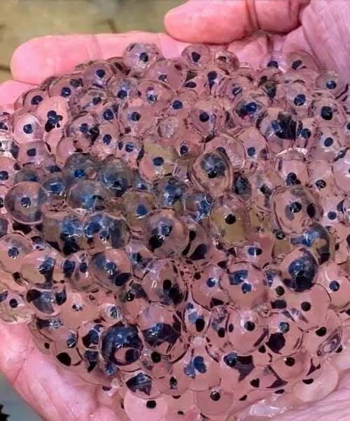 The Morning a Farmer Discovered Something Unusual in His Field