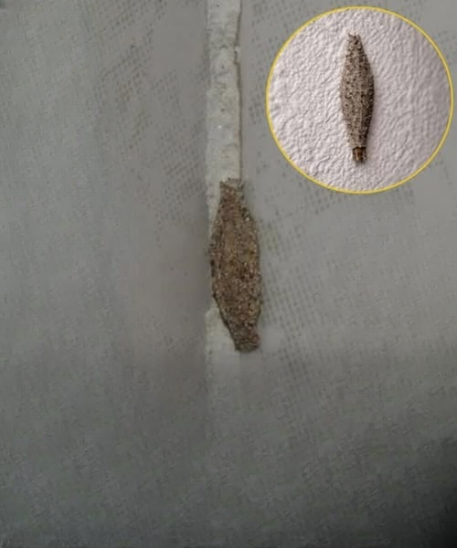 Hidden Hotspots: Where Bagworms Are Most Likely Hiding Indoors