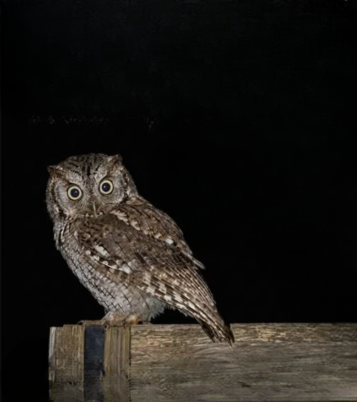 Fascinating Facts About Owls and Why They Visit Homes at Night