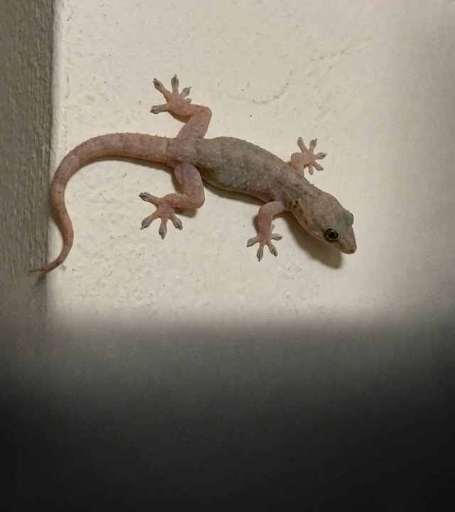 What Different Cultures Say About Seeing a Lizard in Your Home