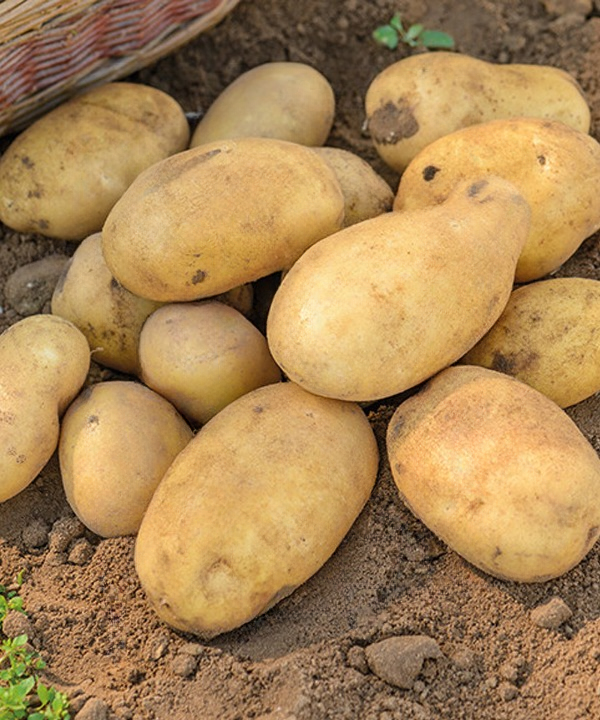 Benefits and Contraindications of Eating Potatoes: A Complete Guide to Their Nutrition, Preparation Methods, and Role in a Healthy Diet