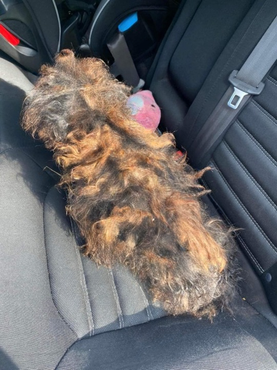 Hidden Beneath the Matted Fur: The Heartbreaking Rescue of a Dog the World Almost Forgot, and the Quiet Miracle That Followed