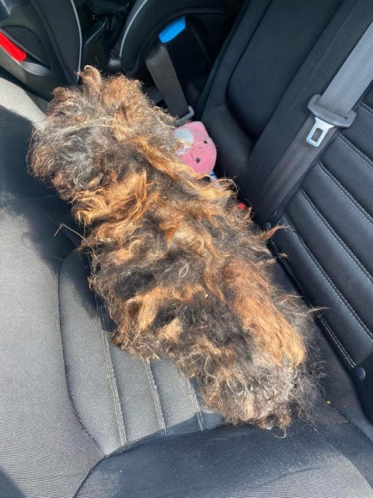 Hidden Beneath the Matted Fur: The Rescue Story of “Pear” That Touched an Entire Community