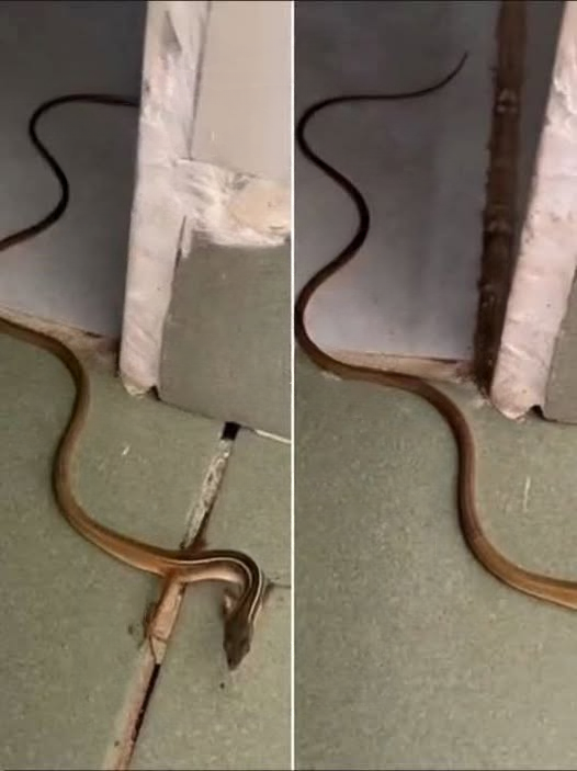 When a Snake Enters Your Home: Practical Reasons, Safety Tips, and Prevention Guide