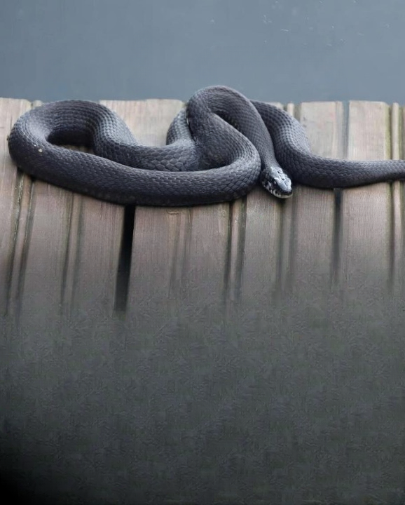 7 Natural Scents That Help Repel Snakes and Keep Your Home Protected