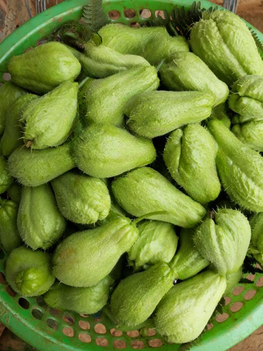 Doctors Explain What Happens When You Eat Chayote With Lemon: A Nutritional Breakdown of a Trending Natural Remedy