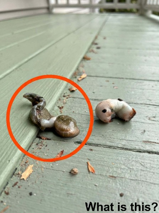 I Stepped Onto My Balcony and Saw Something Strange — The Simple Explanation Surprised Me